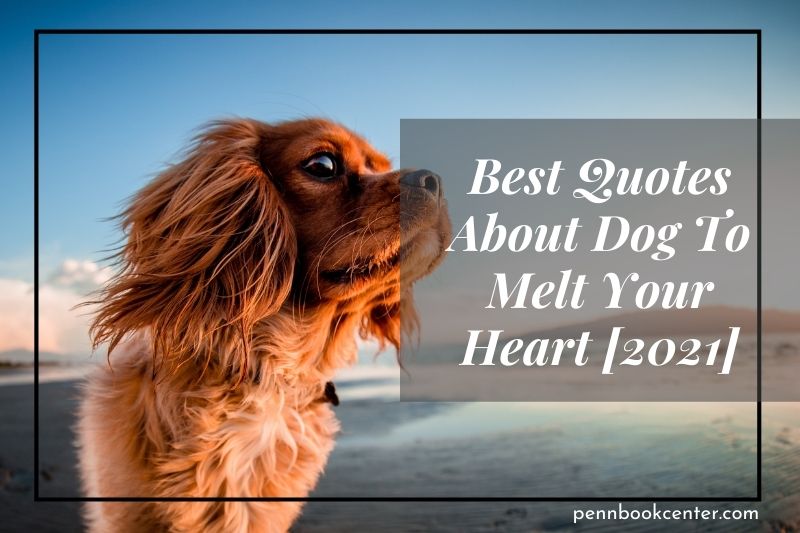 Best Quotes About Dog To Melt Your Heart